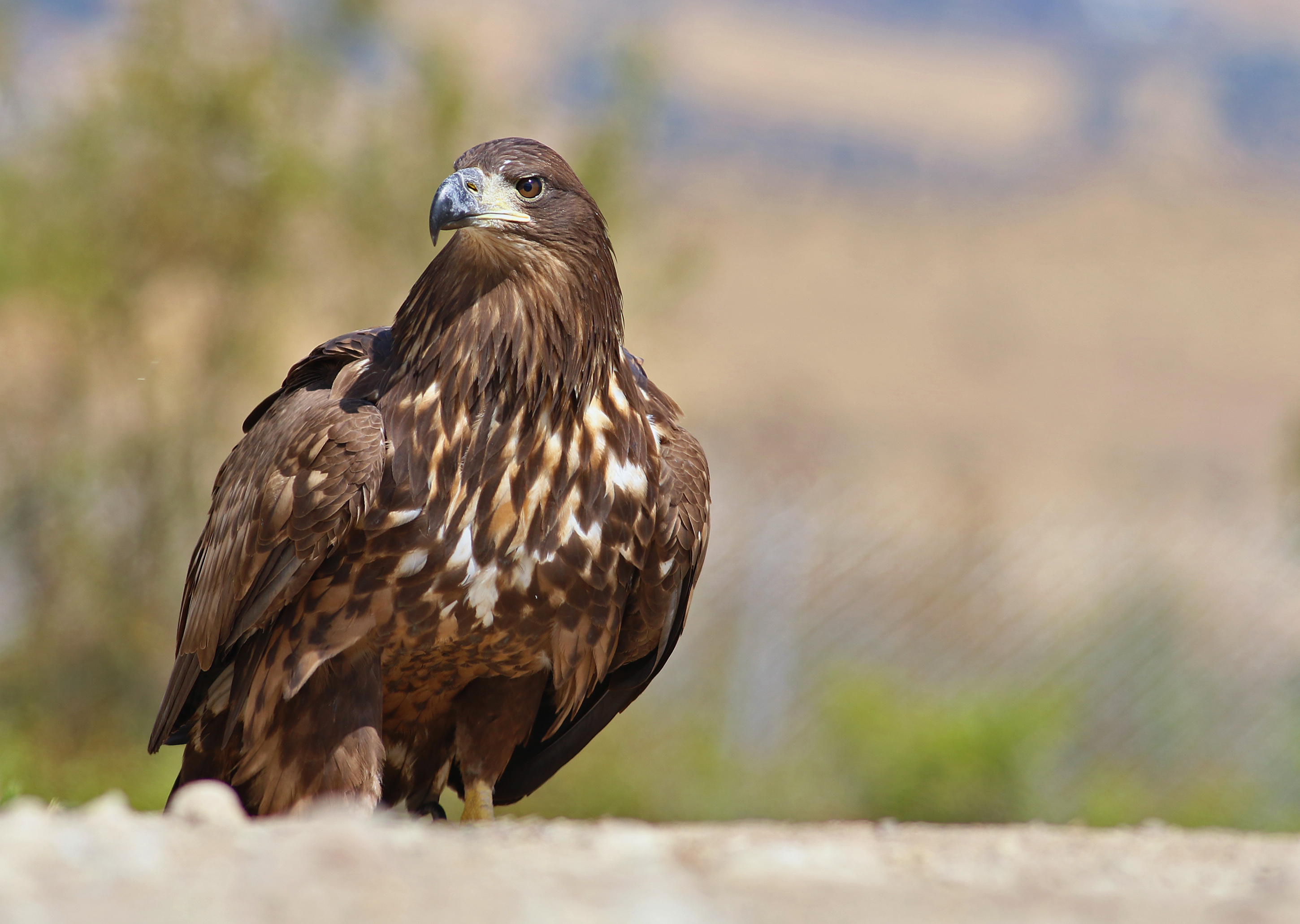 White-tailed Eagle